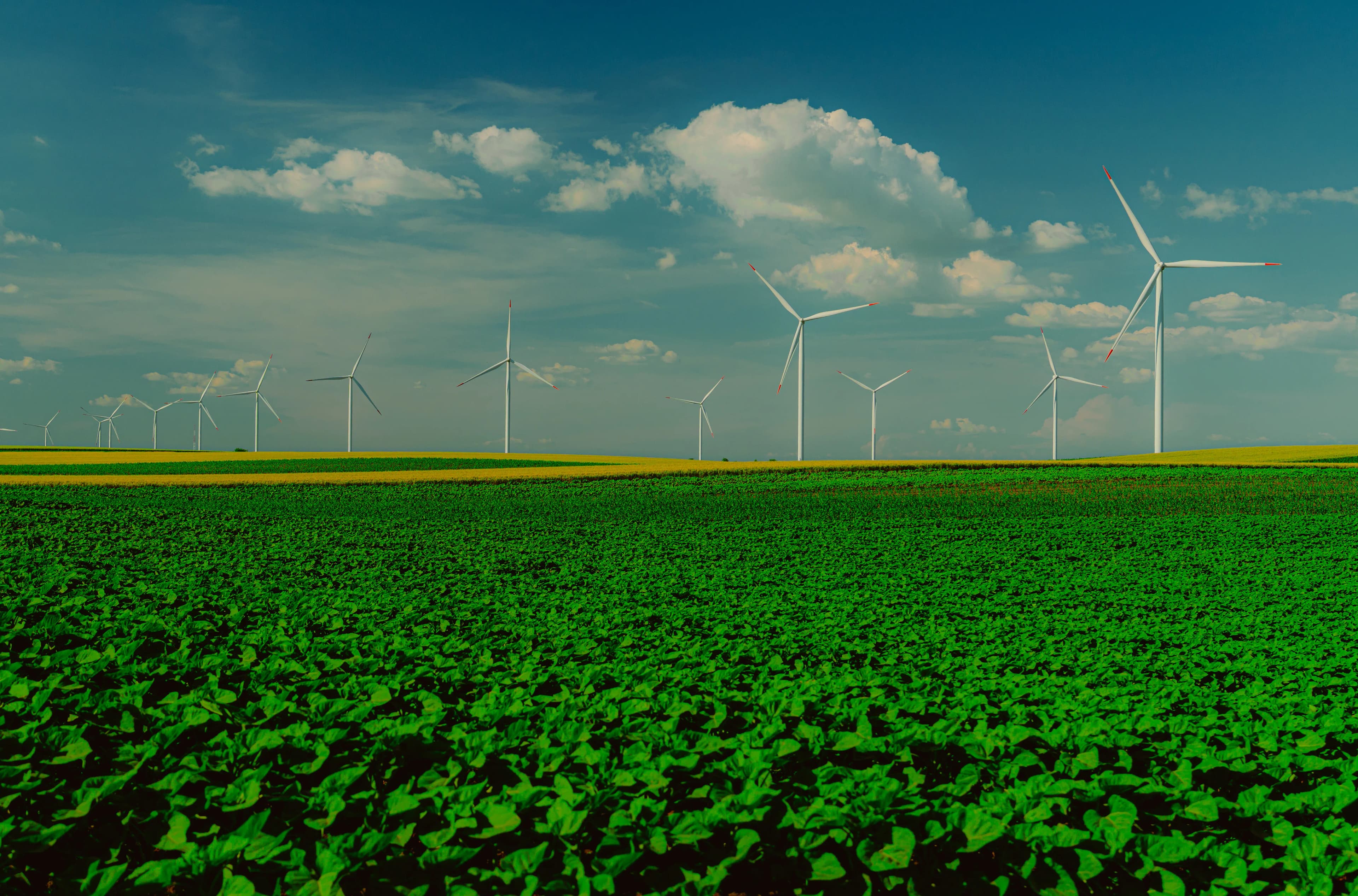 Truly Sustainable Insurance: Avoiding the Greenwashing Trap